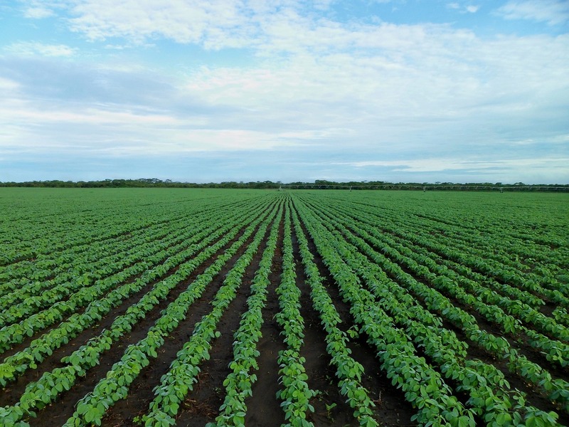 Large soybean field on a sunny day